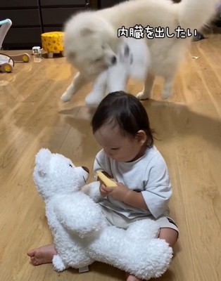 内臓を出したいこはくちゃん