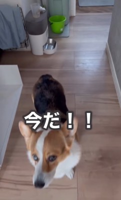 スリッパを取りに行こうとする飼い主