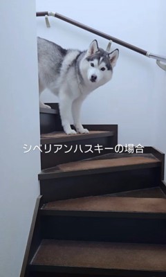 クーちゃんとルナちゃんの反応7