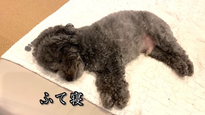 意地悪するゆずくんVS仕返しするぽん太くん9