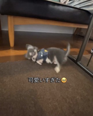 横向きに転がる犬1