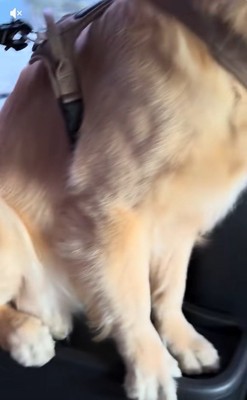 車の中のごん君