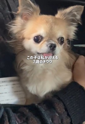 シアルちゃんを迎えた日