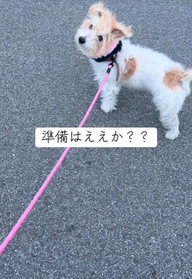 お散歩中のサフランちゃん