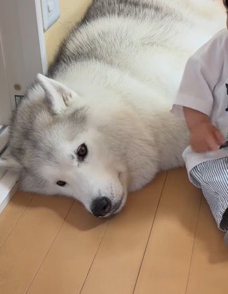 静かに遠くを見つめる犬