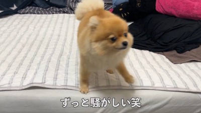 何かを訴えるむぎちゃん4