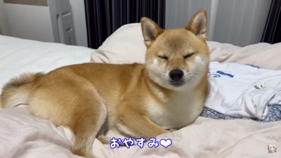 ママのパジャマの上でねる富くん