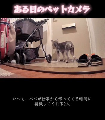 玄関で待機中のぷく君ともち君