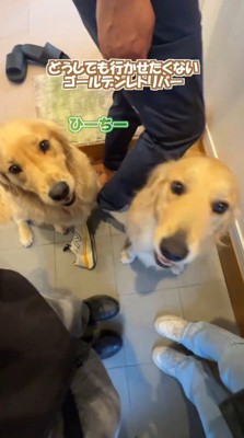 客人を見つめる2頭の犬