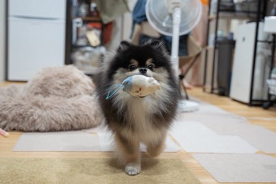 ぬいぐるみ
