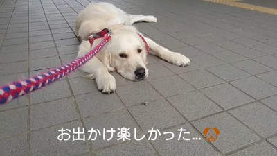 車に乗るのを拒否するギンちゃん8