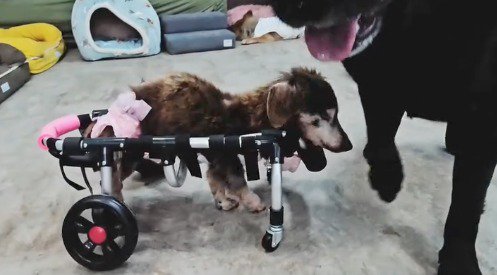 他の犬のそばを歩く車椅子の老犬