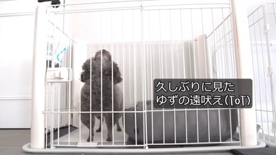 ケージの中で上を向く犬