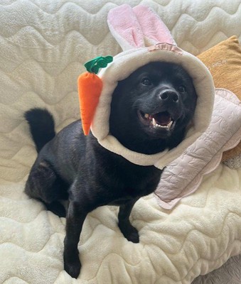 母作の衣装を着る信玄くん7