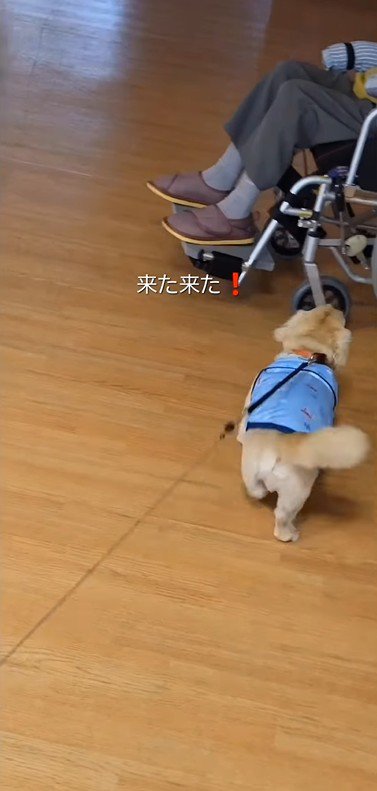 おばあちゃんに会いに来たラクちゃん6