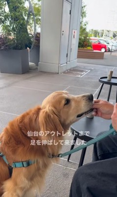 お菓子をもらう大型犬