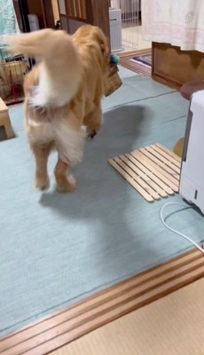 カゴを咥えてどこかへ向かう犬