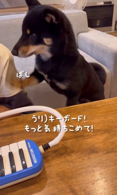 演奏にダメ出しするうりくん