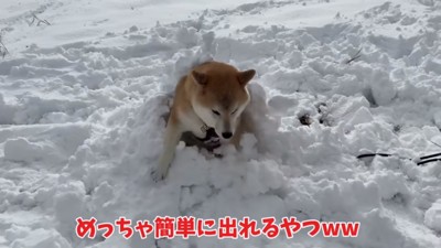 かまくらから出たおもちくん