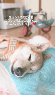 小雪ちゃん、ありがとう