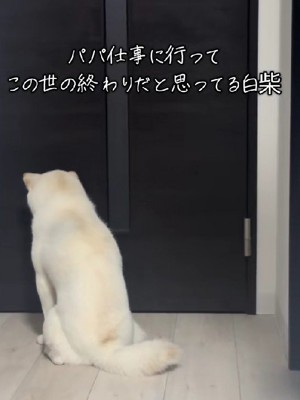 パパが仕事に行ってしまった