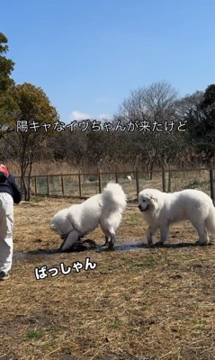 オフ会でのダンボくんたちの様子6