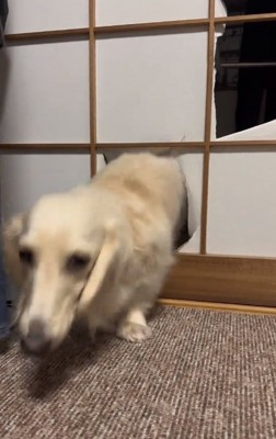 障子をくぐるダックスフンド