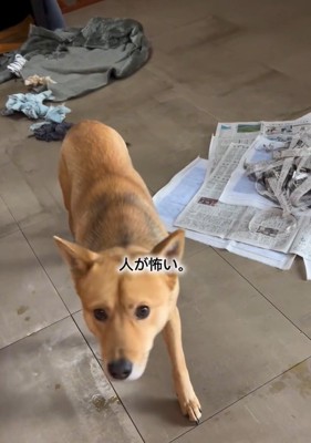 人が怖いあい君