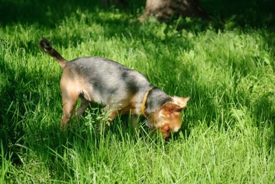 草むらに顔を入れる犬