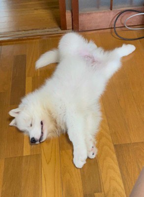 最強の癒し系わんこでした！！