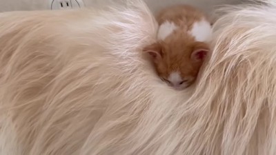 体の上で寝ることも♡