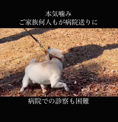 その場で暴れる柴犬