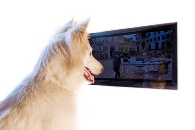 テレビを見る犬