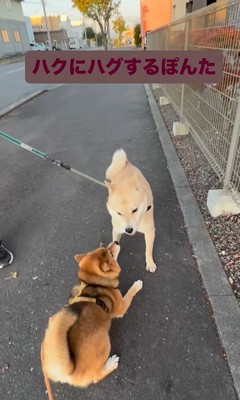 お友達に会った時のぽんた君4