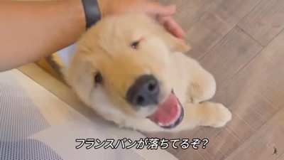 かわいいジュラくん