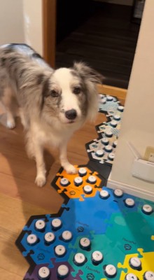 男性の顔を見上げる犬