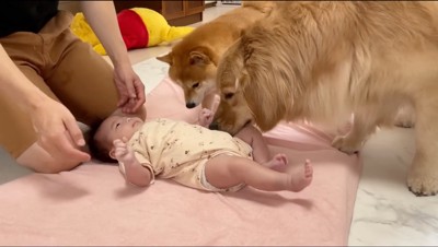 赤ちゃんの匂いを嗅ぐ2匹の犬