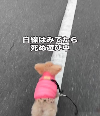 白線の上を歩く犬1