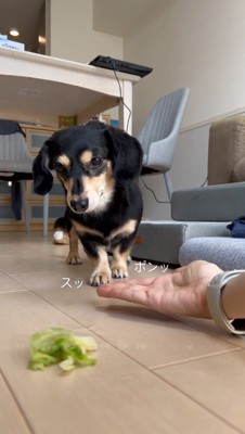おやつを見ながら飼い主に近づいていく犬