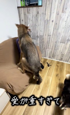 つな君の愛情表現5