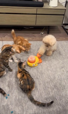 配給係をするくるみちゃん2