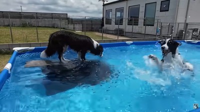 プールに入れないメルちゃん