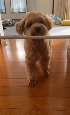 棒にぶつかったもち太くん