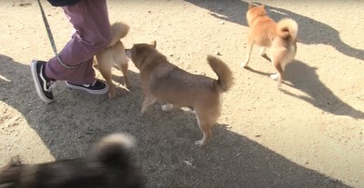 飼い主の足元にいる柴犬の匂いを嗅ぐ柴犬