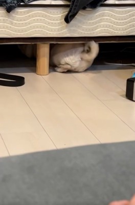 お尻を向けるしーちゃん