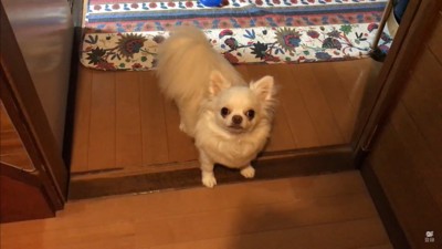 パパが先に寝ようとした時のコハクくん8