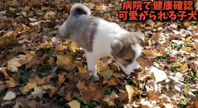 ゆっくり歩く子犬