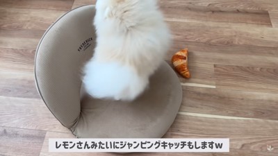 猫化したポテチくん5