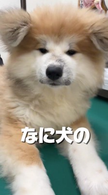 カメラを見つめる子犬
