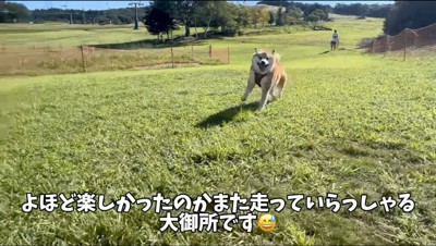 芝生の上を走って飼い主に近づく柴犬